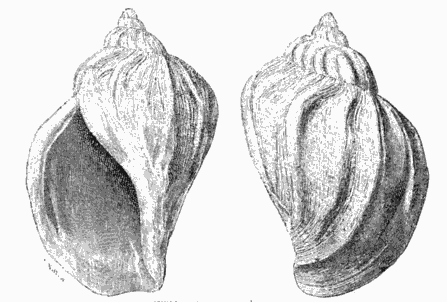 SHELL FROM BEHRING'S STRAITS.