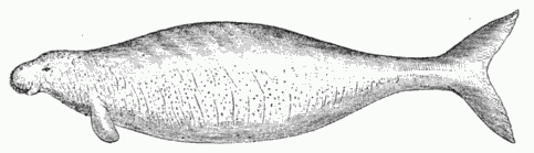 RECONSTRUCTED FORM OF THE SEA-COW.