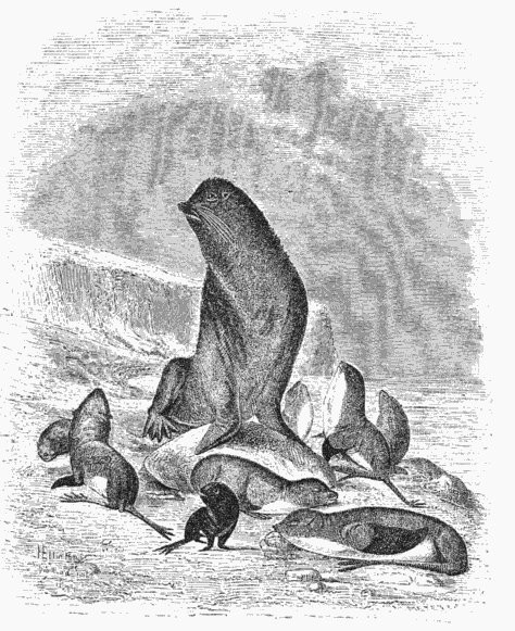 SEA-BEARS.