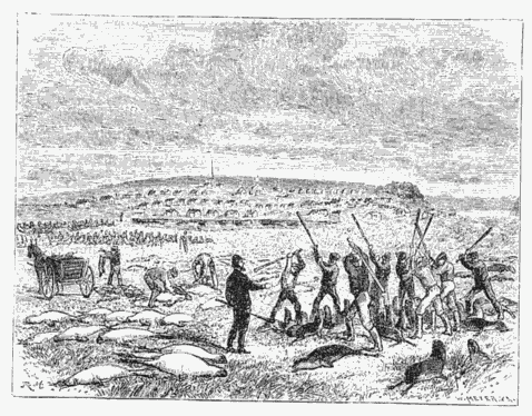 SLAUGHTER OF SEA-BEARS.