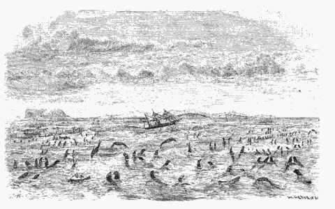 SEA-BEARS ON THEIR WAY TO THE "ROOKERIES."