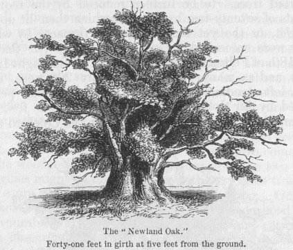 The “Newland Oak.”
