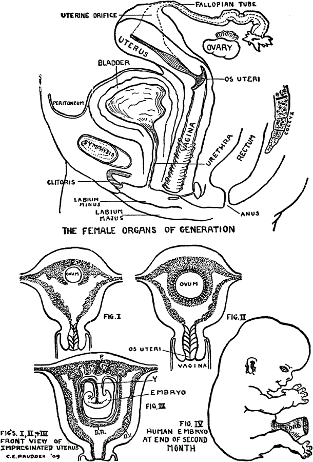 THE FEMALE ORGANS OF GENERATION