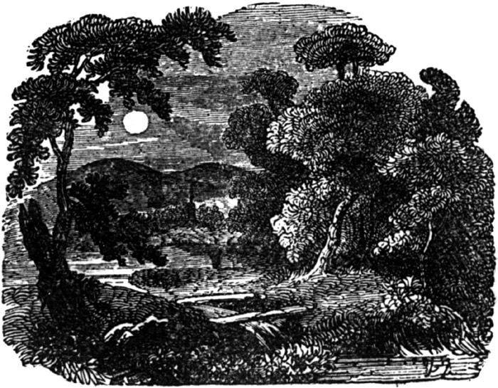 The woods
