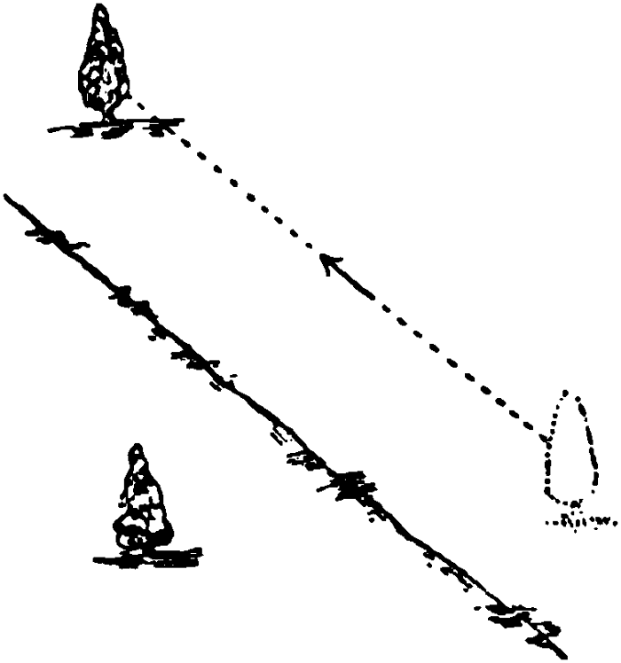 Shifting of Trees by fault at Uméhara.