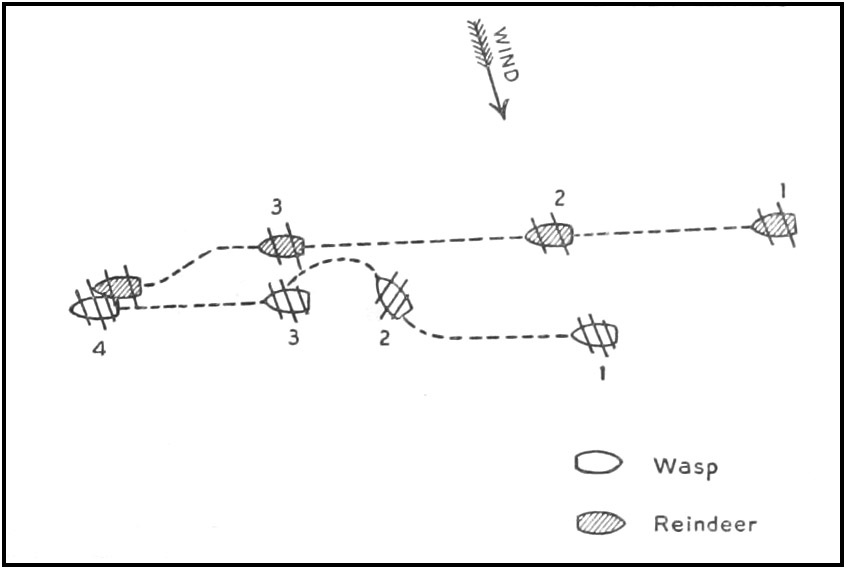 Diagram of the Wasp vs. Reindeer battle