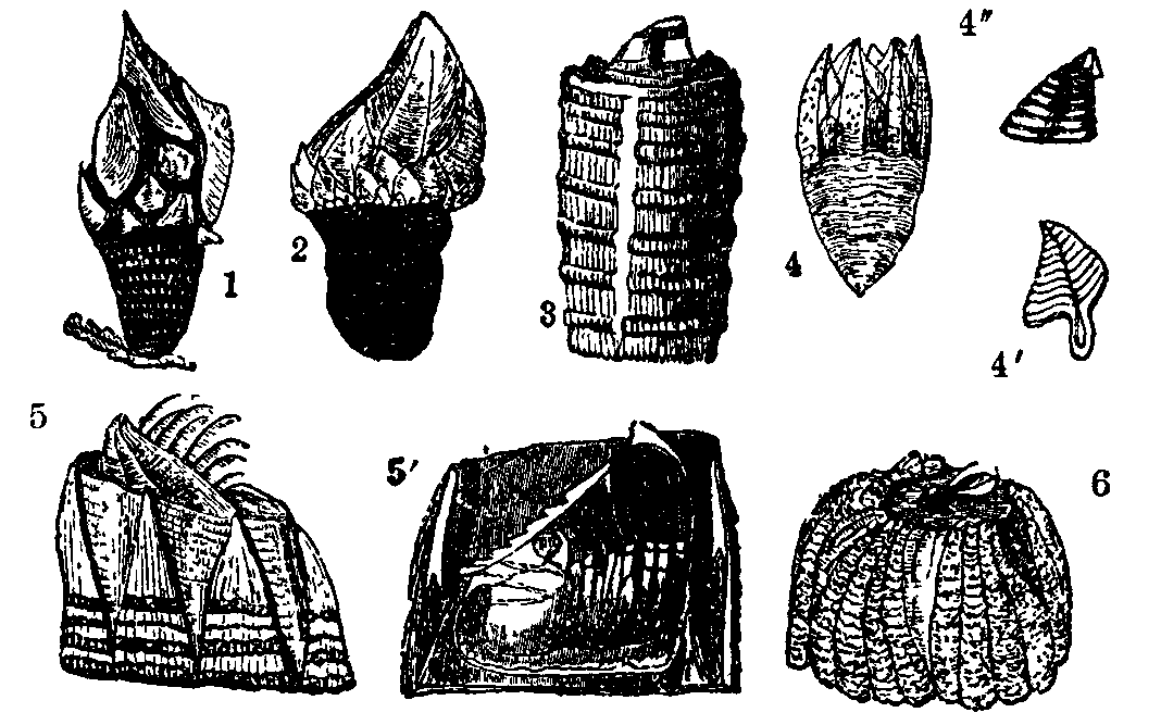 Barnacles.