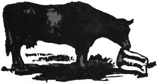 Decorative image of a cow