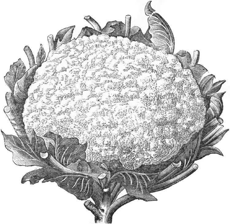 Henderson's Early Snowball