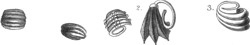 GOLD EAR-RINGS OF TROY.