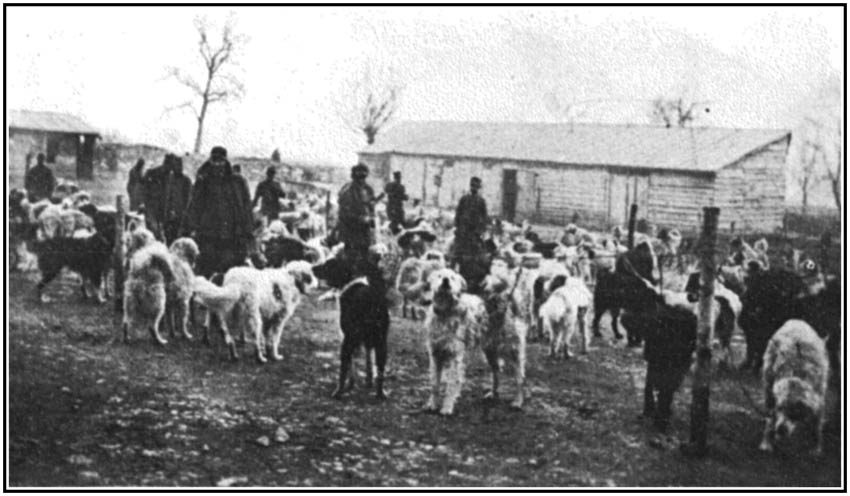 Mt. Adamello Sled Dogs, Veterans of the Italian Army.
