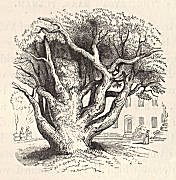 Tree in the fore-court of “The Cedars”