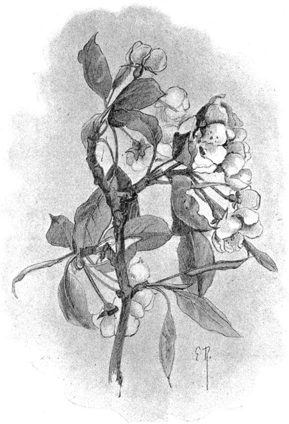 Pear Blossom