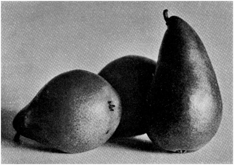 Pear—marguerite Marillat