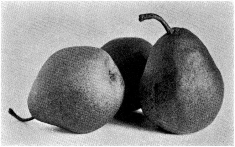Pear—beurré Diel