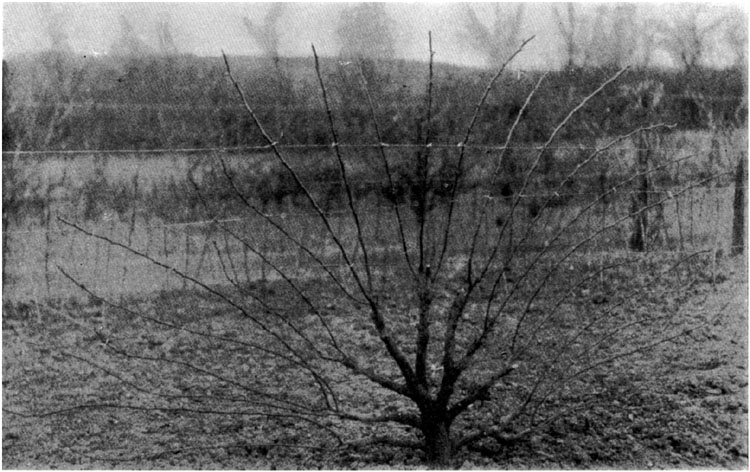 Fan-Shaped Pear Tree