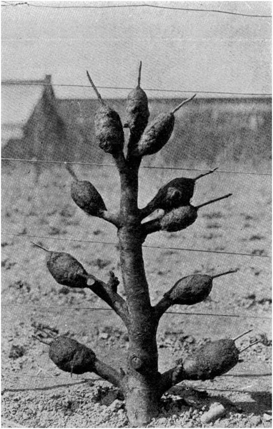Espalier Trained Tree cut back for Grafting