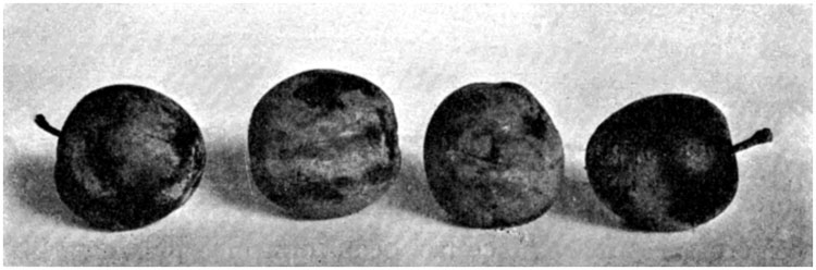 Plum—rivers' Early Prolific