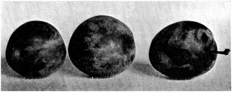 Plum—czar