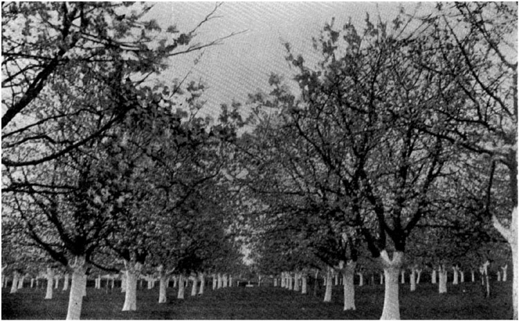 A Cherry Orchard