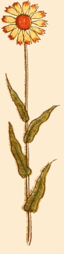 Language of Flowers
Illustrated By Kate Greenaway