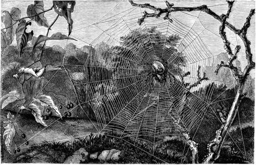 SPIDERS