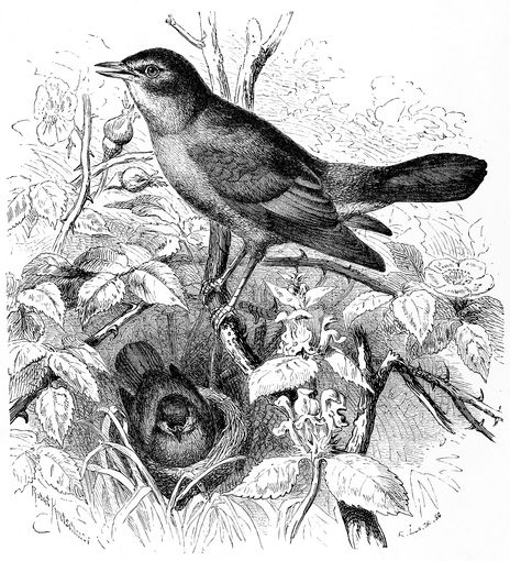 NIGHTINGALE