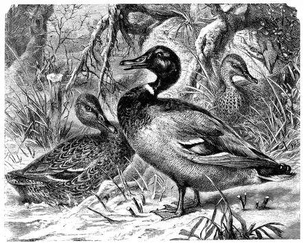 WILD DUCKS