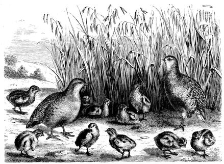 PARTRIDGES