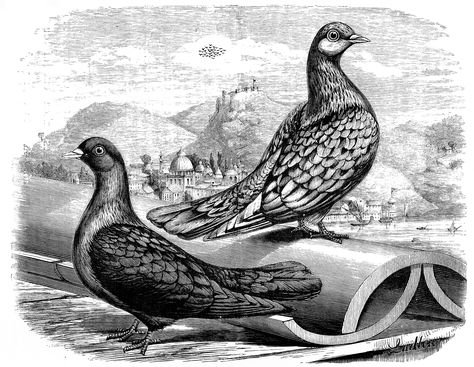 PIGEONS