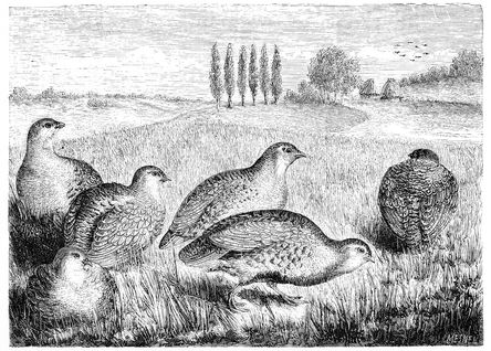 PARTRIDGES