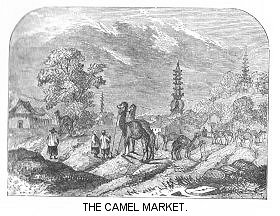 The Camel Market