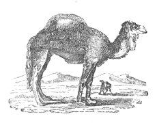 Camel