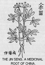 The Jin Seng, a medicinal root of China