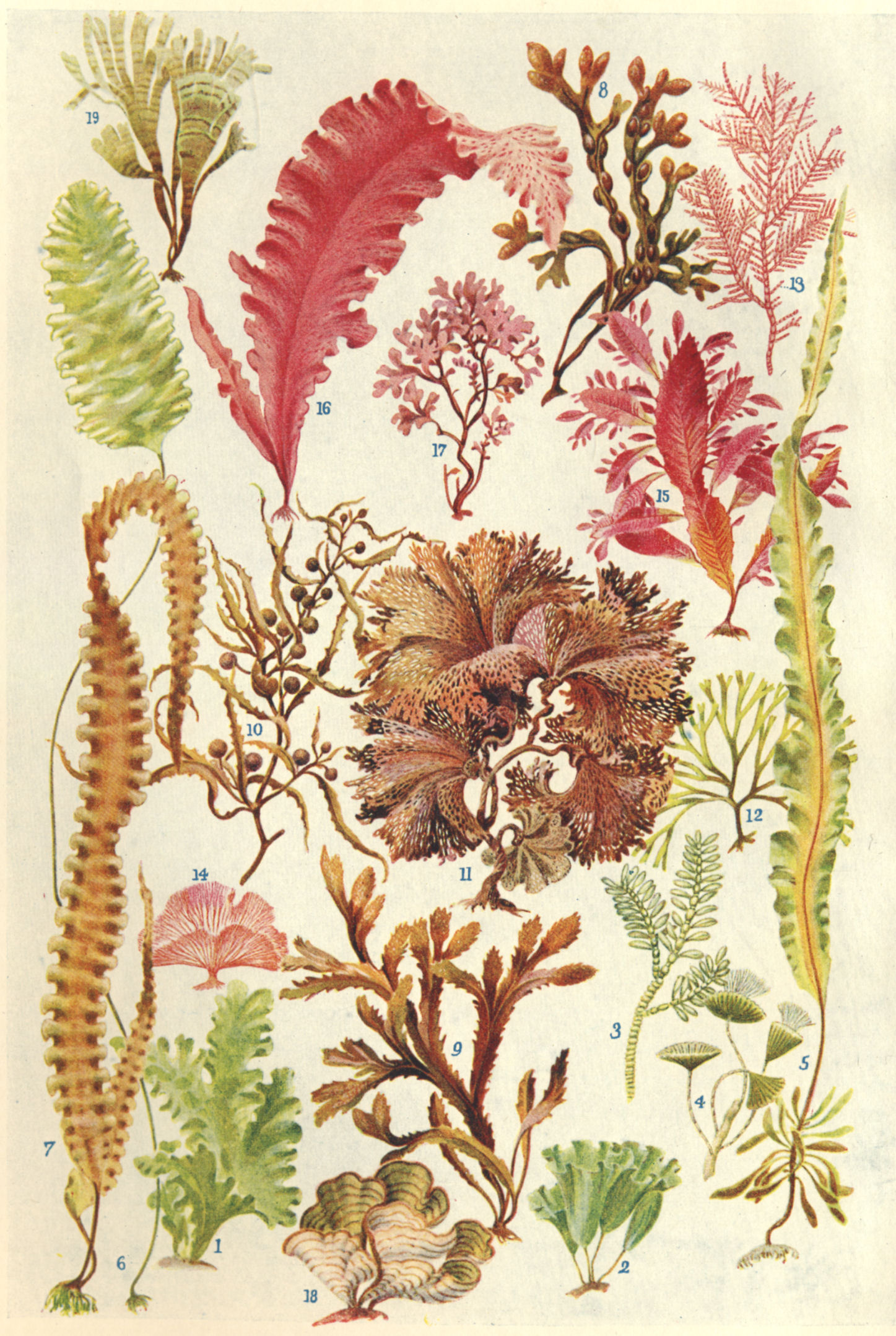 Frontispiece: Algae