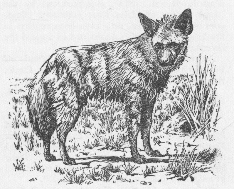 Aardwolf