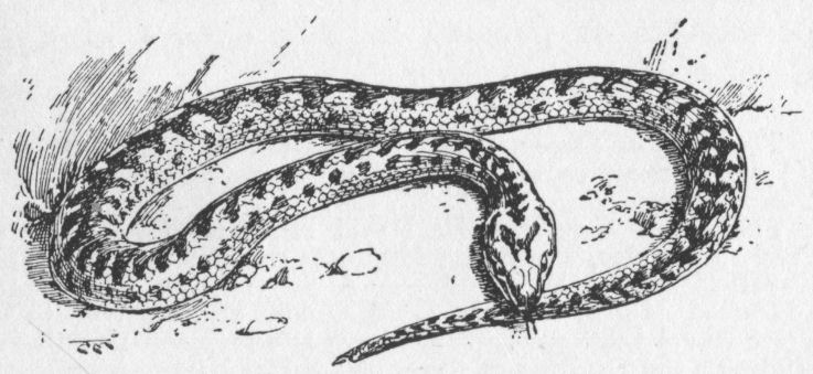 Adder