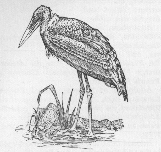 Adjutant-bird