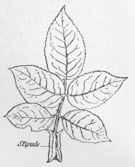 Stipule adnated to Leaf-stalk