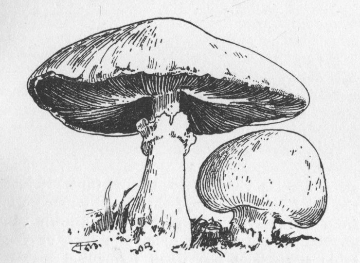 Agaricus campestris