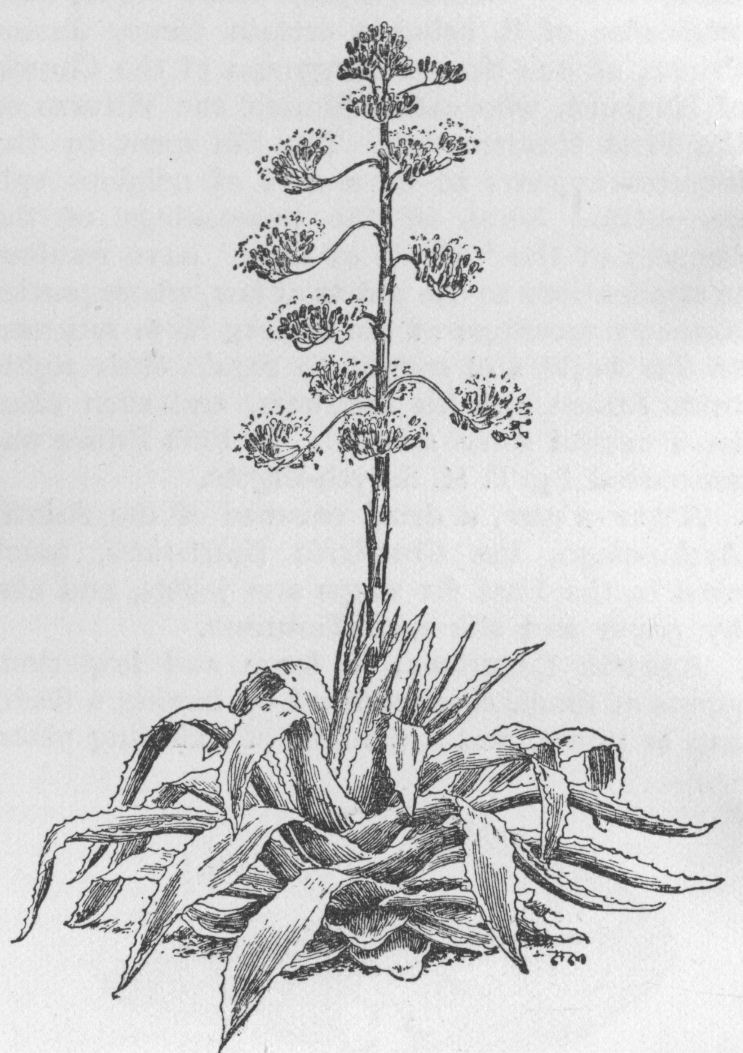 Agave