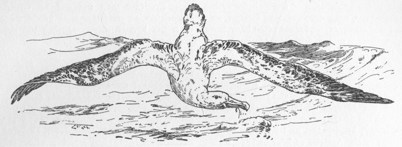 Wandering Albatross