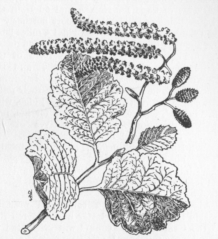 Alder