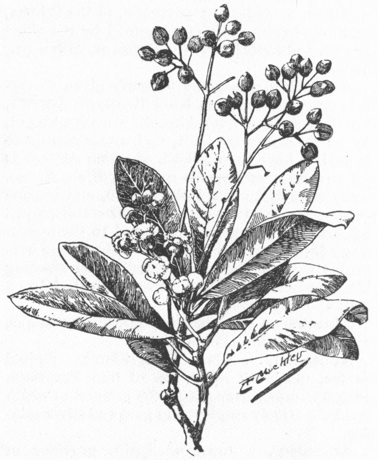 Allspice