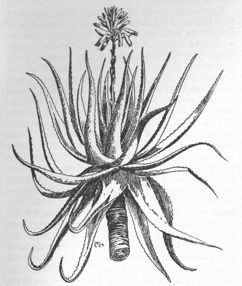 Socotrine Aloe