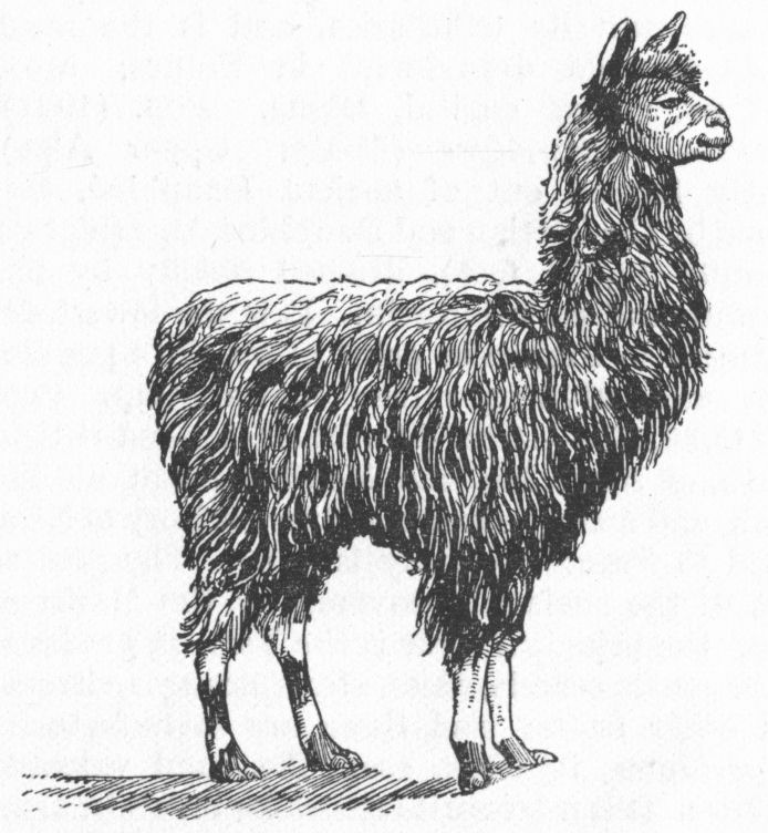 Alpaca