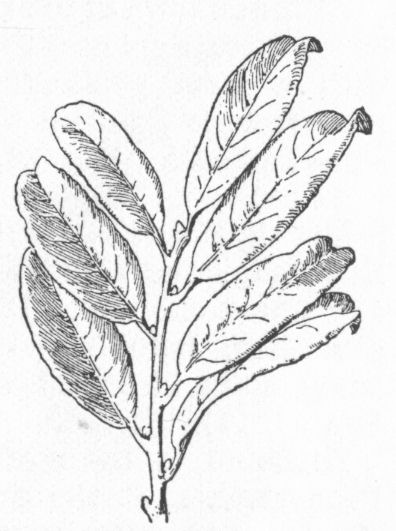 Alternate leaves