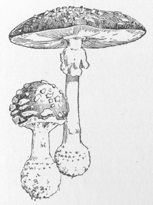 Amanita
