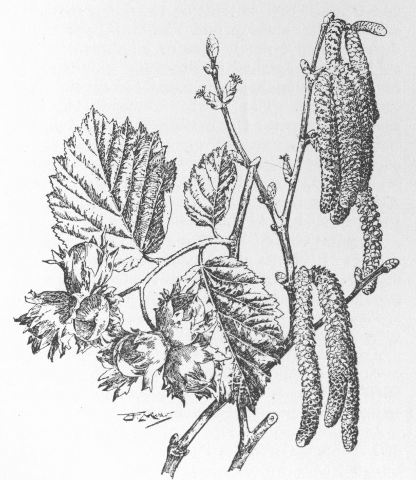 Amentum
