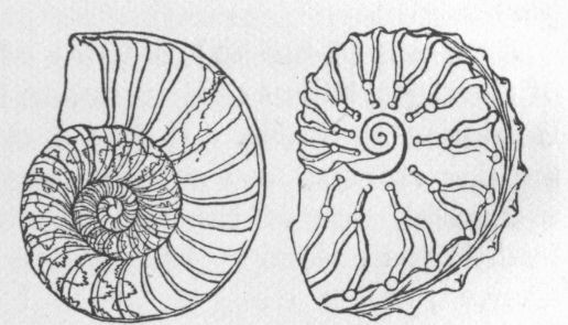 Ammonites
